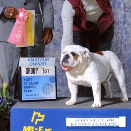 Bulldog All Grown Up from Toadhall Bulldogs