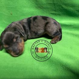 MDF long or short hair TBD - Dapple female Dachshund puppy in Carthage, Texas from Rafter C Ranch Doxies