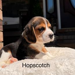 Hopscotch - Black tan and white female Beagle puppy in Mansfield, Missouri from Rippee Creek Kennel