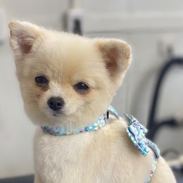 French Bulldog and Pomeranian All Grown Up from Chaos Central Valley Bulls