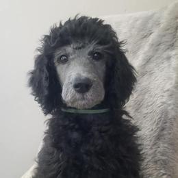 Poodles from Platinum Poodles