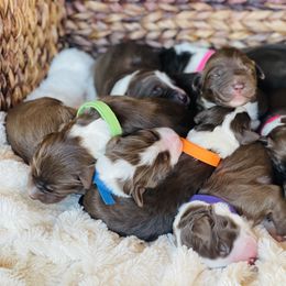 Aussiedoodle Puppies from Sand Hill Aussies and Doodles