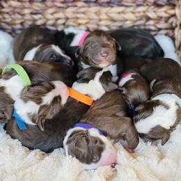 Aussiedoodle Puppies from Sand Hill Aussies and Doodles