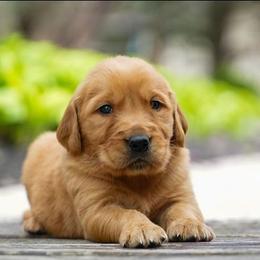 Nico - Dark golden male Golden Retriever puppy in Saint Joe, Indiana from Golden Acres Farm