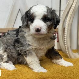 Tinsel - Blue merle male Bernedoodle puppy in Henry, Illinois from Rowe Farms Doodles