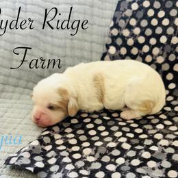 Aqua - Blenheim female Cavapoo puppy in White Sulphur Springs, West Virginia from Ryder Ridge Farm