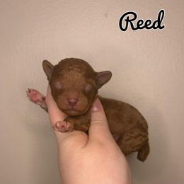 Reed - Red  male Poodle puppy in Morehead, Kentucky from Paw Perfect Pets