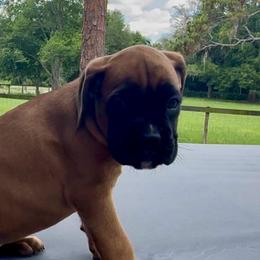 Brooklyn - Fawn female Boxer puppy in New Smyrna Beach, Florida from Beachside Boxers and Frenchies