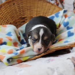 Girl 3 - Pembroke Welsh Corgi puppy in Karnack, Texas from Sureshot Corgis