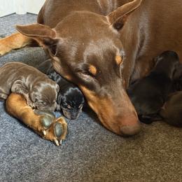 Doberman Pinscher Puppies from Dobie Sunrise