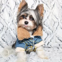 Kingston - Yorkshire Terrier