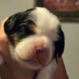 Grace - Tri-color female Cavalier King Charles Spaniel puppy in Apple Valley, California from Nancy's Cavalier King Charles Spaniels & Golden Retrievers