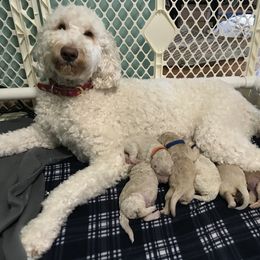 Goldendoodle, Schnoodle, and Sheepadoodle Puppies from Dood Ranch
