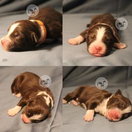 Ironhide - Red tri-color male Australian Shepherd puppy in Colorado Springs, Colorado from Dawn 2 Dusk Ranch