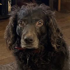 Boykin Spaniels from Northern Boykins