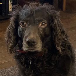 Boykin Spaniels from Northern Boykins