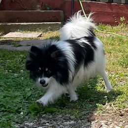 Dora - Pomeranian