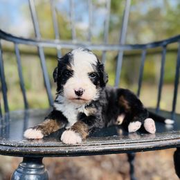 Tango - Tri-color male Bernedoodle puppy in Bowling Green, Ohio from FDF Pyredoodles & Bernedoodles