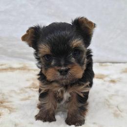 Bandit SMALL - Blue and gold male Yorkshire Terrier puppy in Monticello, Iowa from Ashley’s Puppies