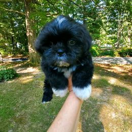 Little boy - Black and white male Shih Tzu puppy in Crystal, Michigan from Hill Top shih-tzu