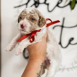 Fireside - Apricot male Goldendoodle puppy in Hopkins County, Texas from Boutique Doodles