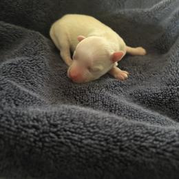 Male Morkie 3 - White male Morkie puppy in Coats, North Carolina from Angie's Puppies