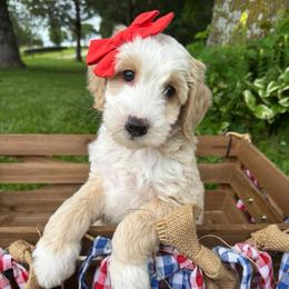 Catalina - Apricot female Double Doodle puppy in Harrisonville, Missouri from Blessed Day Doodles