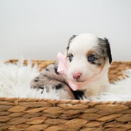 Golden Retriever, Miniature American Shepherd, and Siberian Husky Puppies from HuskiesAndGoldensWithFinesse