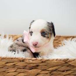 Golden Retriever, Miniature American Shepherd, and Siberian Husky Puppies from HuskiesAndGoldensWithFinesse