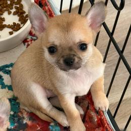 Mary - Fawn female Chihuahua puppy in Spring Hill, Florida from Stardom Chihuahuas & CKCS