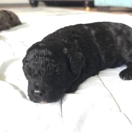 Boy1 - Black and white male Cavapoo puppy in Medina, Ohio from Momma's Minis