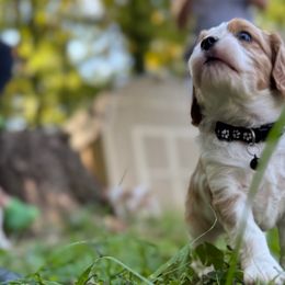 Knox - Cavalier King Charles Spaniel puppy from Erickson Cavaliers