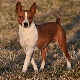 Gideon - Rat Terrier