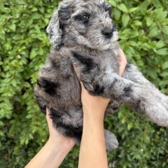 Bernedoodle and Whoodle Puppies from Gilbert Bernedoodles & Whoodles