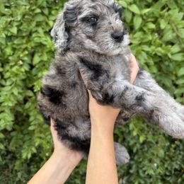 Bernedoodle and Whoodle Puppies from Gilbert Bernedoodles & Whoodles
