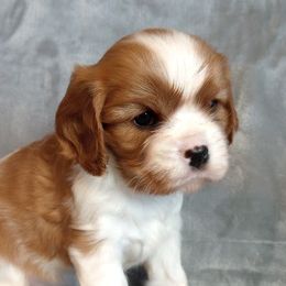Cavalier King Charles Spaniel Puppies from Hawthorn Cavaliers