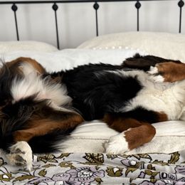 Bernedoodles from Magnolia Blossom Bernadoodles