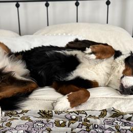 Bernedoodles from Magnolia Blossom Bernadoodles