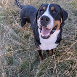 Ray - Black, white and red male Greater Swiss Mountain Dog puppy in Oregon City, Oregon from Runamuck's Greater Swiss Mountain Dogs