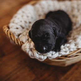 Labrador Retriever Puppies from G Bar Hunting Retriever Kennels