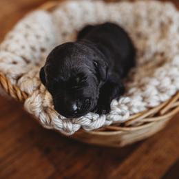 Labrador Retriever Puppies from G Bar Hunting Retriever Kennels