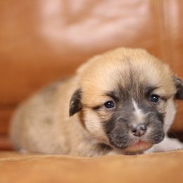 Pembroke Welsh Corgi Puppies from Ayers Acres Corgis
