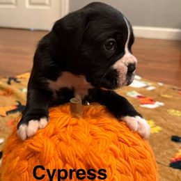 Cypress - Brindle female Boxer puppy in Catawba, South Carolina from Happy Go Boxers