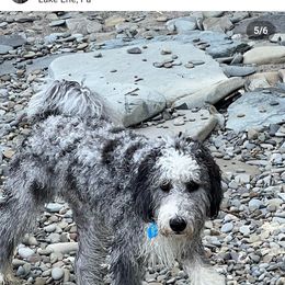 Aussiedoodle Puppies from S & L Oodles of Doodles