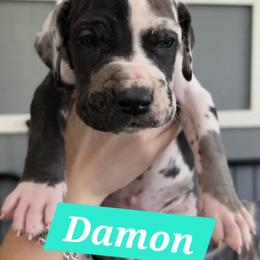 Damon - Harlequin male Great Dane puppy in Longview, Texas from Lazy A Danes