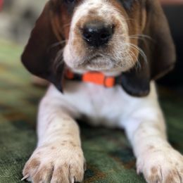 GUS - Black brown and white male Basset Hound puppy in Outlook, Washington from Porter Kennels