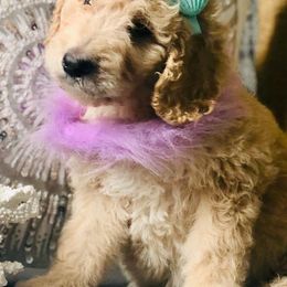 Poodles from MCB Puppies