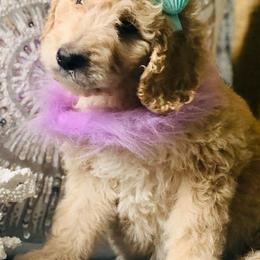 Poodles from MCB Puppies
