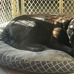 Dutch Shepherds and German Shepherds from Loves German Shepherds