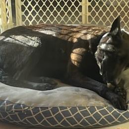 Dutch Shepherds and German Shepherds from Loves German Shepherds